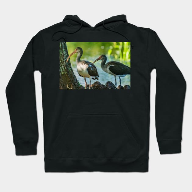 American white ibis 2 Hoodie by KensLensDesigns